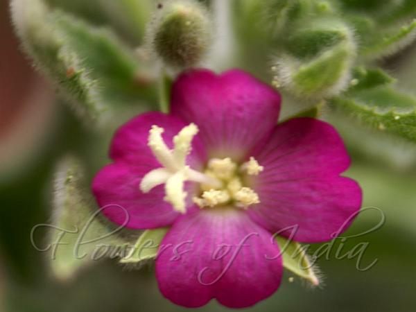 Hairy Willow-Herb